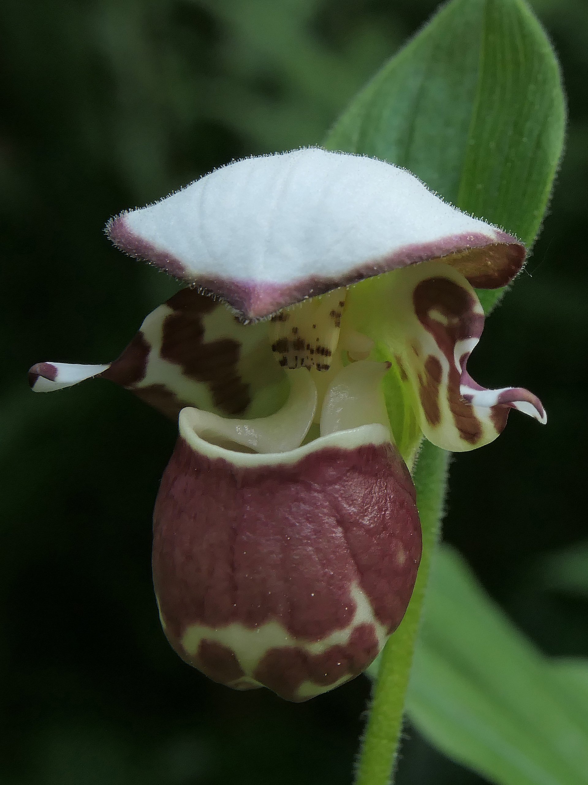 Typhus チフス Cypripedium Frosch's Alaskan Beauty (Clone) — Hillside Nursery